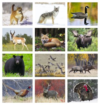 (image for) Wildlife 13-Month Full-Size Spiral Wall Calendar- #403