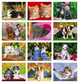 (image for) Four Paws 13-Month Full-Size Wall Calendar- #810