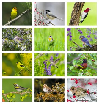 (image for) Nature's Songbirds 13-Month Full-Size Wall Calendar #875