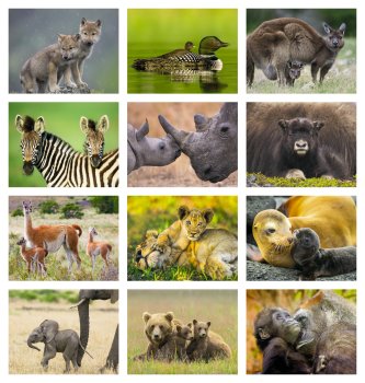 (image for) Animal Babies 13 Month Full Size Wall Calendar #890