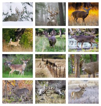 (image for) Trophy Whitetail Deer 13-MoCalendar- # 896 Full-Size Wall