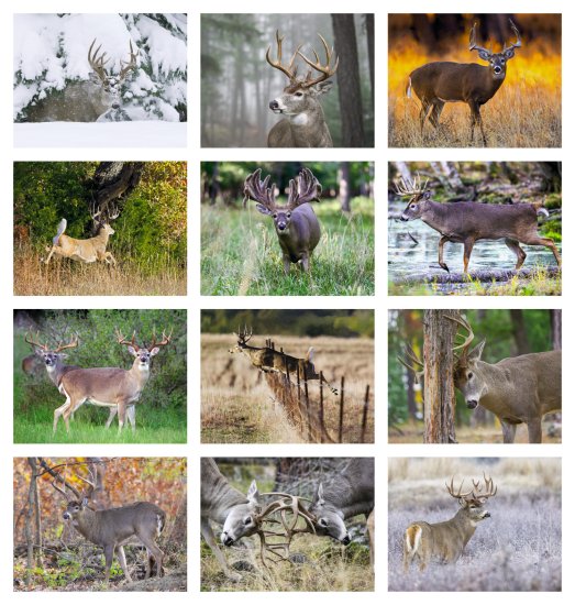 (image for) Trophy Whitetail Deer 13-MoCalendar- # 896 Full-Size Wall