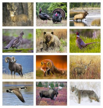 (image for) Sportsman #1806