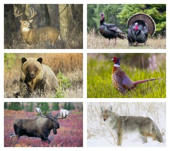 (image for) Six (6) Sheet Wildlife Executive- #3213