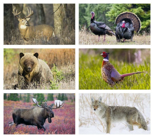 (image for) Six (6) Sheet Wildlife Executive- #3213