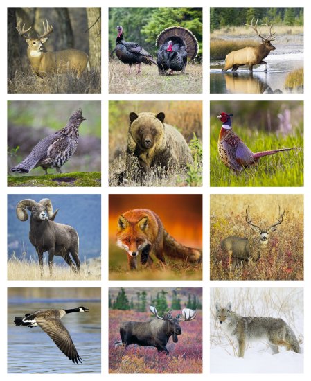 (image for) Wildlife 12 Sheet Wall Calendar- Style #3301
