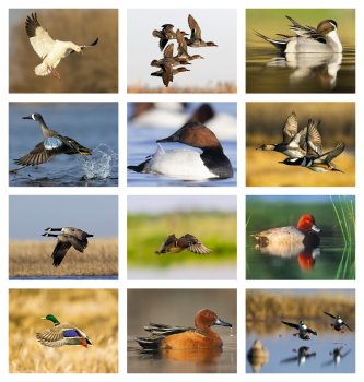(image for) Waterfowl- Spiral Bound Wall Calendar- #7048