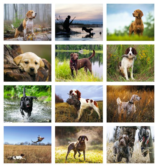 (image for) Sporting Dogs Wall Calendar Spiral Binding #7090 NEW ITEM FOR 2025!! 