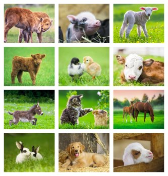 (image for) Baby Farm Animals Stapled Wall Calendar - #7220