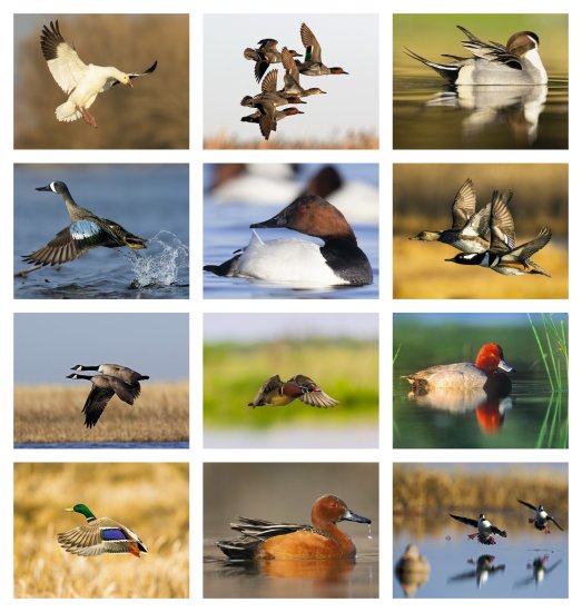 (image for) Waterfowl- Stapled Wall Calendar- #7248
