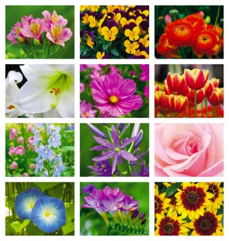 (image for) Flowers Stapled Wall Calendar - #7280  New for 2025! 