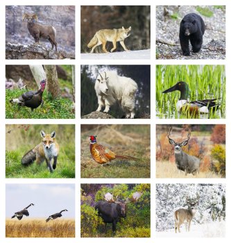 (image for) Wildlife Portraits Wall Calendar-Window Ad #7563