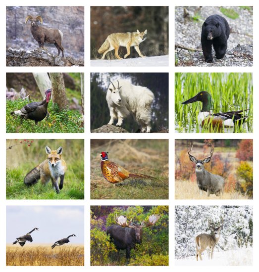 (image for) Wildlife Portraits Wall Calendar-Window Ad #7563